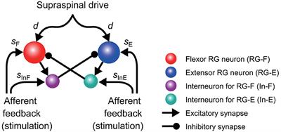 Phase-Dependent Response to Afferent Stimulation During Fictive Locomotion: A Computational Modeling Study